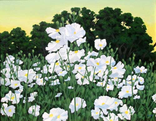 Matelija, California Native