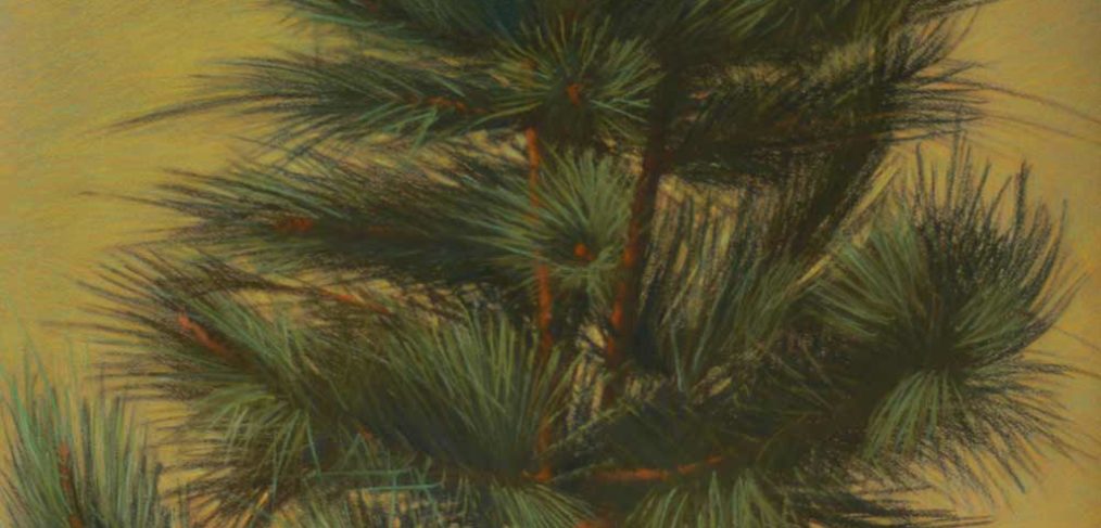 Pineboughs, pastel by Jim Promessi, 35 x 23
